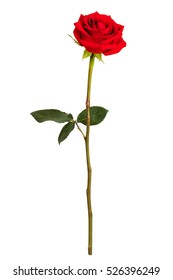 Fresh Red Rose On A White Background