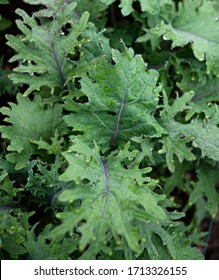 Fresh Red Russian Kale Growing In Garden
