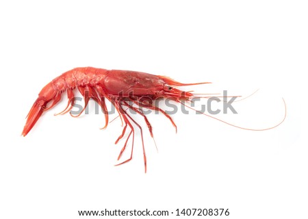 Fresh Red Shrimp, Aristaeomorpha foliacea, Gambero Rosso, Aristaeomorpha mediterranea, Gambero rosso di Mazara, Red Prawns isolated on a white background