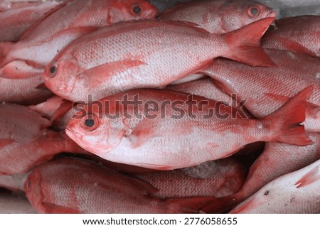 Fresh Red Snapper Fish Background – Raw Seafood at Fish Market