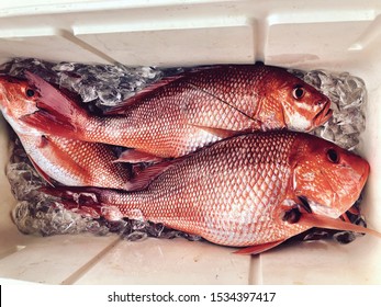 Fresh Red Snapper Gulf Of Mexico