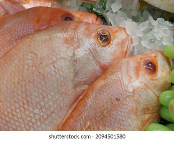 Fresh Red Snapper sold in supermarkets.