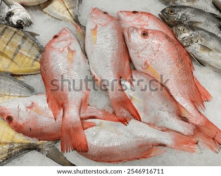 Fresh Red Snapper uae fish Fresh caught red snapper at a seafood market