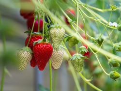 The Fresh Red Strawberry Fruits Hanging On The Tree
