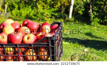 Fresh, red, tasty apples in a plastic box on green grass. Autumn harvest harvest background. Vegetables and fruits, natural vitamins.