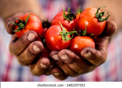 Fresh red tomatoes and farmer hands. 