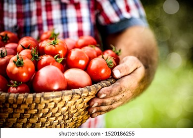 Fresh red tomatoes in farmer hands and green blurred background of garden. 