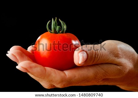 Similar – Tomatenernte, Mann mit frischen Tomaten