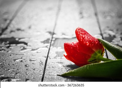 Fresh red tulip flower on wood. Wet, morning dew. Spring concept of romantic love, Valentine's Day, but may also be heartbreak