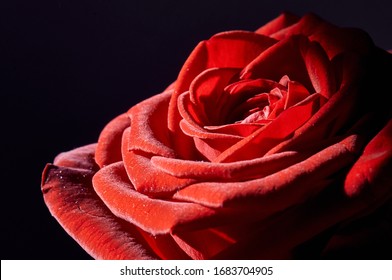 Velvety Petals Hd Stock Images Shutterstock