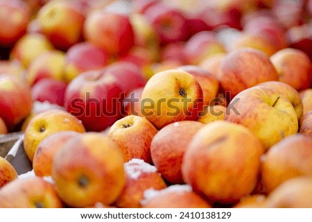Fresh red and yellow apples in wooden crates sold on farmers food market during annual spring fair in Vilnius, Lithuania
