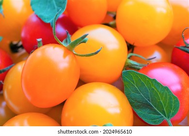 Petit Tomato の画像 写真素材 ベクター画像 Shutterstock