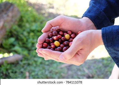 fresh red and yellow coffee cherries in a handful of the farmers after handpicking from a small village of northern Thailand (Mae Jan Tai) which is the harvesting season for wet process. 