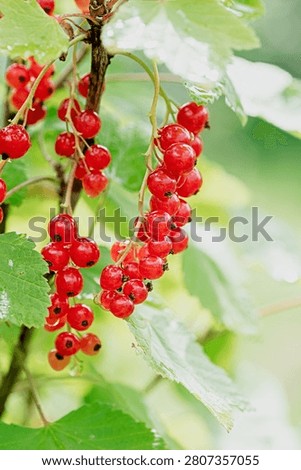 Fresh redcurrant (Ribes rubrum) clusters, ideal for baking, desserts, jams, and as a tart topping. Adds a vibrant color and flavor to gourmet dishes and homemade treats.