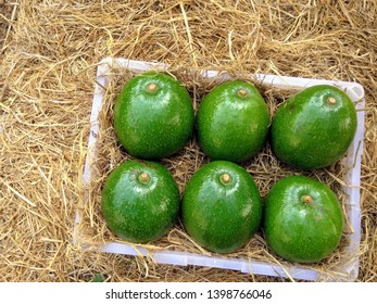 Fresh Reed Avocado On Plastik Bucket, On Straw Background