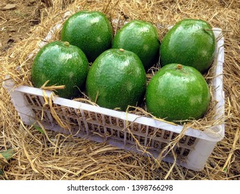 Fresh Reed Avocado On Plastik Bucket, On Straw Background