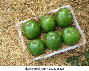 Fresh Reed Avocado On Plastik Bucket, On Straw Background