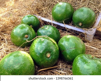 Fresh Reed Avocado On Plastik Bucket, On Straw Background