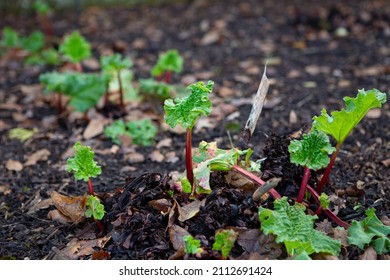 Fresh rhubarb shoots emerging from the crown in the soil in the early spring in the walled kitchen garden in January