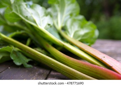 fresh rhubarb stalks with leaves, closeup with selected focus and narrow depth of field