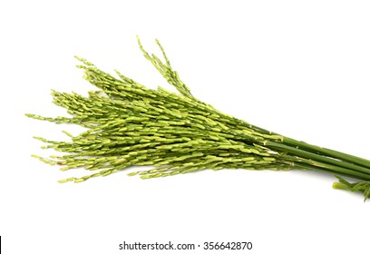 Fresh Rice Plant Isolated On White Background