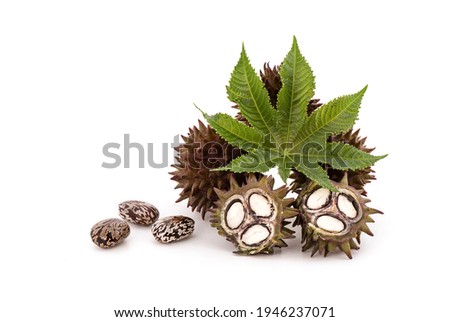Fresh ricinus communis or castor fruits,green leaf and seeds isolated on white background.