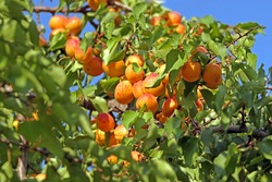 Fresh Ripe Apricots On Tree