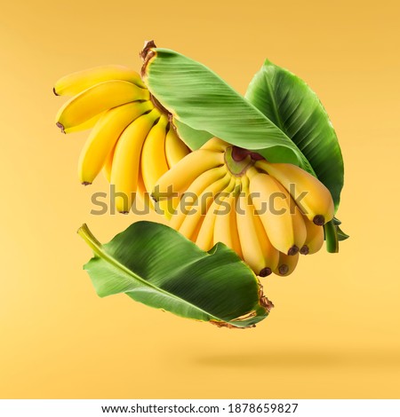 Fresh ripe baby bananas with leaves falling in the air isolated on yellow background. Food levitation concept. High resolution image