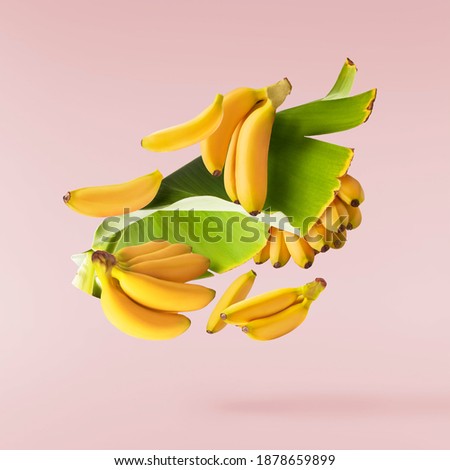 Fresh ripe baby bananas with leaves falling in the air isolated on pink background. Food levitation concept. High resolution image