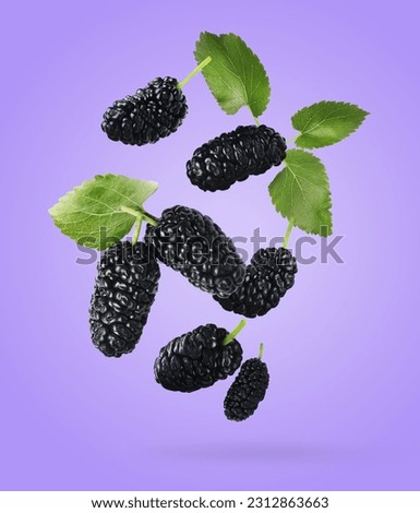 Fresh ripe black mulberries and green leaves falling on blue violet background