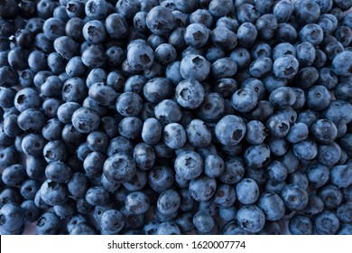 Fresh ripe blueberries with drops of dew. Macro photo. Fresh blueberry background. Texture blueberry berries close up. Blueberries picked in forest. Berry background. Top view