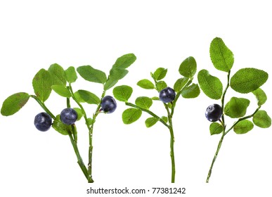  Fresh Ripe Blueberry Bilberry Bush Closeup Macro  Isolated On White Background
