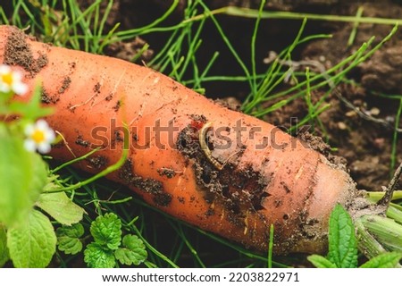Fresh ripe carrot in the soil with a worm or carrot rust fly eating it among green grass. Concept of biological agriculture, bio product, bio ecology, integrated farm. Close up