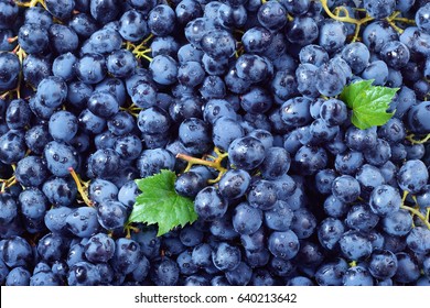 Fresh Ripe Grape With Drops. Macro. Food Background. Dark Grape. Blue Grape. Wine Grape.