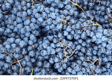 Fresh and ripe grapes are sold at the Bazaar