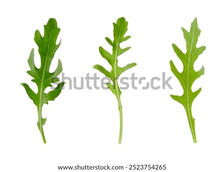 Similar – the green ones Vegetable