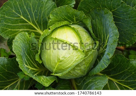 Fresh ripe head of green cabbage (Brassica oleracea) with lots of leaves growing in homemade garden, short before the harvest. Organic farming, healthy food, BIO viands, back to nature concept.