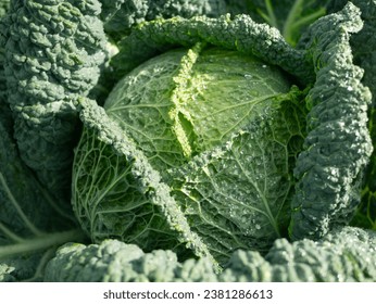 Fresh ripe head of savoy cabbage (Brassica oleracea sabauda) with lots of leaves growing in homemade garden. Close-up. Organic farming, healthy food, BIO viands, back to nature concept.
