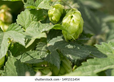 Fresh and Ripe Hops ready for harvesting, close up. Beer production ingredient. Brewing concept.