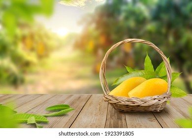 Fresh ripe mango fruit on table with leaf and mango farm on background.
