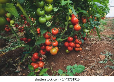トマト畑 の画像 写真素材 ベクター画像 Shutterstock