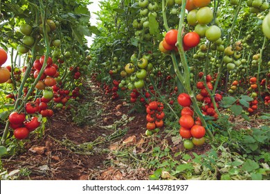 Frische reife natürliche, organische und köstliche rote Tomaten, die auf der Rebsorte einer Tomatenpflanze im Garten oder im Gewächshaus hängen