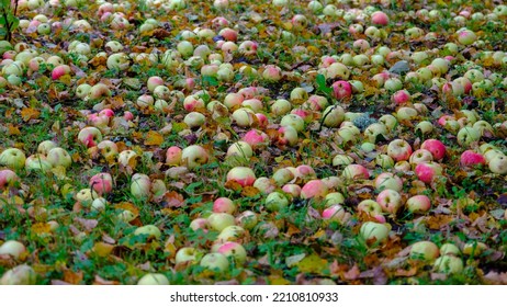 Fresh Ripe Organic Apples On The Grass Fall Orchard Top View.