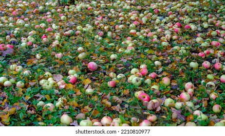 Fresh Ripe Organic Apples On The Grass Fall Orchard Top View.