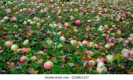 Fresh Ripe Organic Apples On The Grass Fall Orchard Top View.