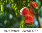 Fresh, ripe peaches on the tree in fruit summer garden, close up. Rich harvest of peaches. Ripe fruits on the peach tree in the orchard. Homegrown, organic peaches