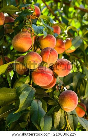 Fresh, ripe peaches on the tree. Rich harvest of peaches. Ripe fruits on the peach tree in the garden. Homegrown, organic peaches