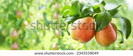 Fresh ripe pears on a tree in a garden. Pear tree