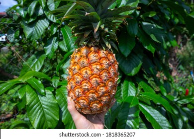 Fresh Ripe Pineapple In Woman Hand On Green Leaf Background. Tropical Garden Harvest. Growing Pineapple Outside. Backpacker Travel In Asia. Simple Work For Tourist. Agriculture Fruit Farm Labor