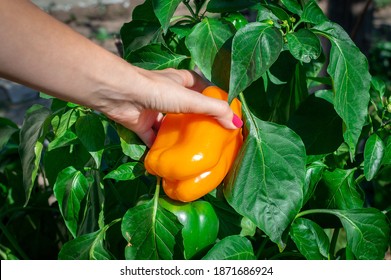 Fresh ripe red bell pepper in the hand of a young woman. Harvesting sweet pepper close-up - Powered by Shutterstock